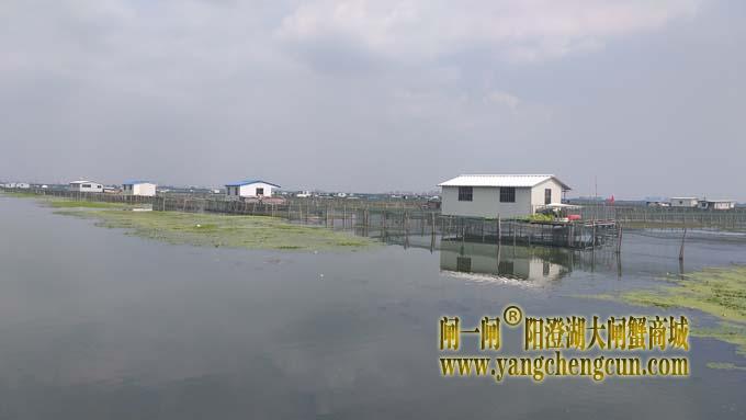 阳澄湖大闸蟹养殖区的风景