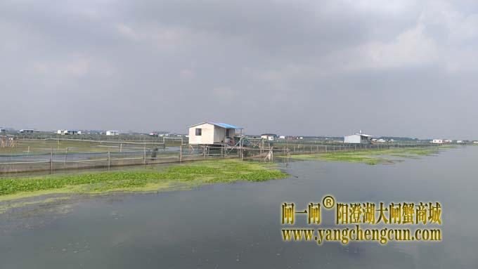 阳澄湖大闸蟹养殖区的风景