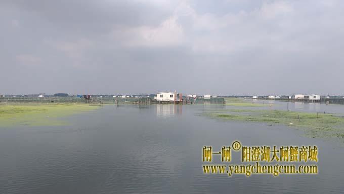 阳澄湖大闸蟹养殖区的风景