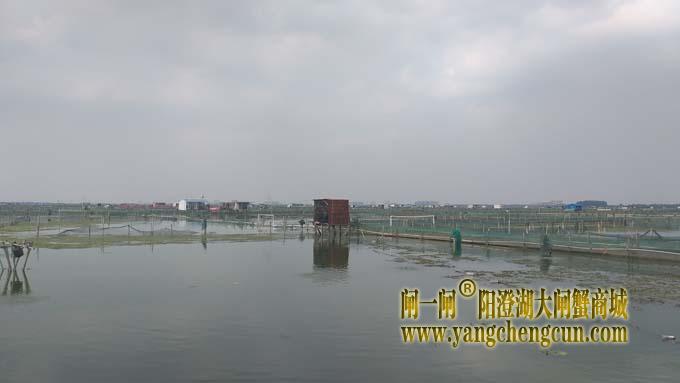 阳澄湖大闸蟹养殖区的风景