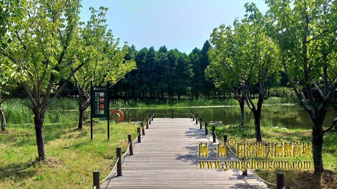 阳澄湖半岛——云杉湖公园