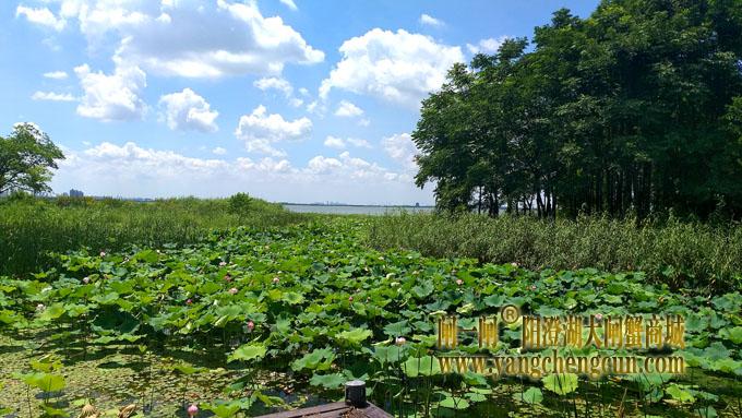 阳澄湖畔——生态湿地公园