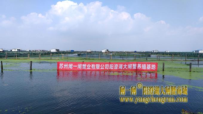 苏州闸一闸蟹业有限公司阳澄湖大闸蟹养殖基地