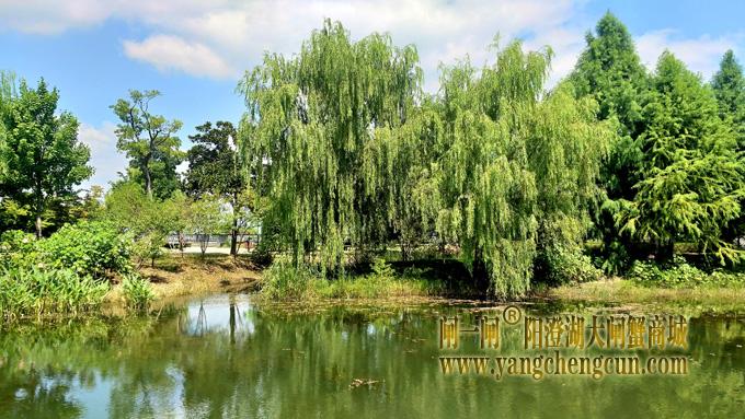 阳澄湖半岛——仙樱湖公园（一）