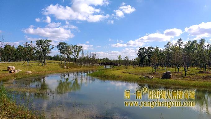 阳澄湖半岛——十里樱园