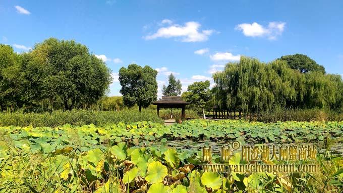 阳澄湖半岛风景——莲池湖秋色