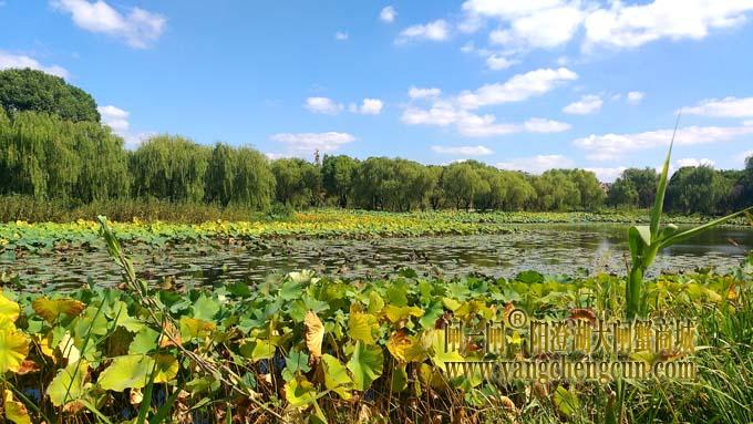 阳澄湖半岛风景——莲池湖秋色