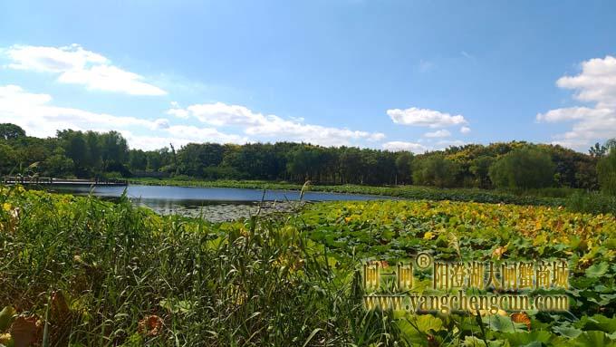 阳澄湖半岛风景——莲池湖秋色