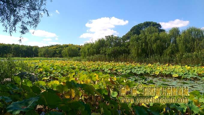 阳澄湖半岛风景——莲池湖秋色