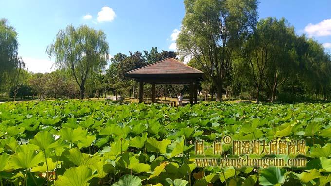 阳澄湖半岛风景——莲池湖秋色