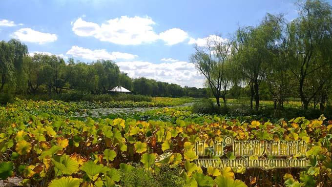 阳澄湖半岛风景——莲池湖秋色