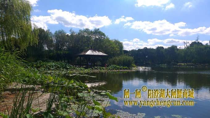 阳澄湖半岛风景——莲池湖秋色