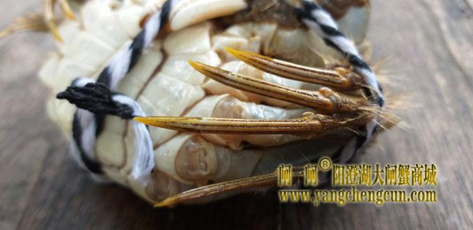 阳澄湖大闸蟹