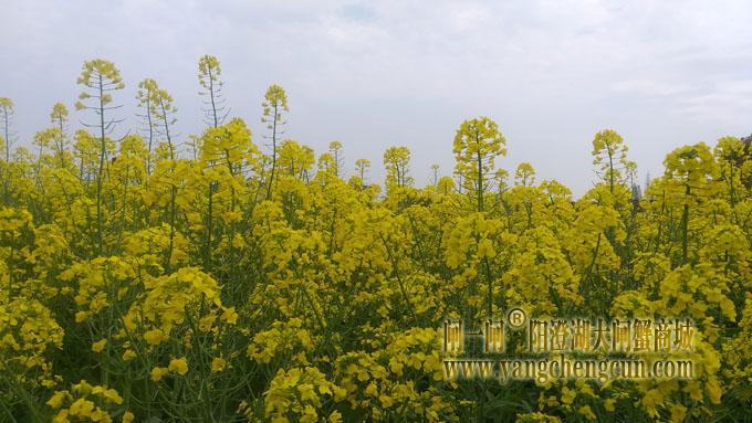 阳澄湖畔油菜花开