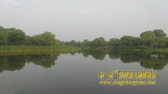 阳澄湖半岛——莲池春晓