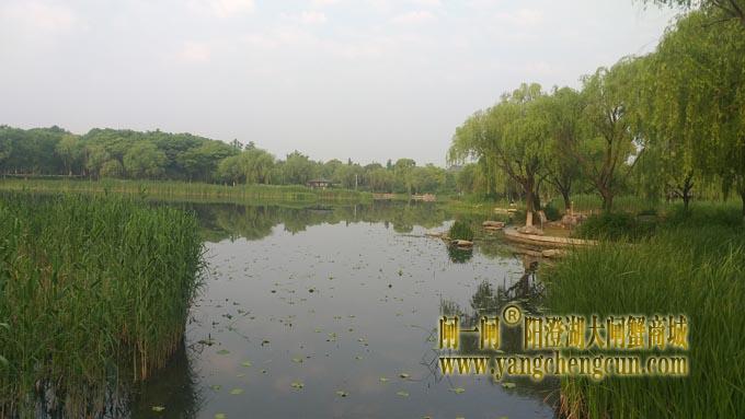 阳澄湖半岛——莲池春晓