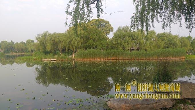 阳澄湖半岛——莲池春晓