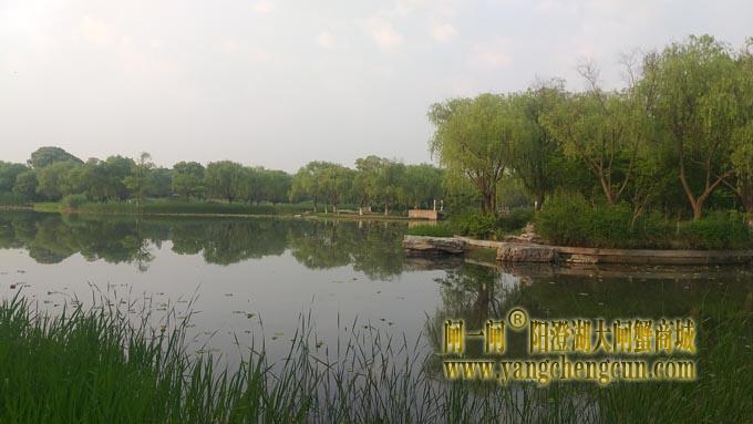 阳澄湖半岛——莲池春晓