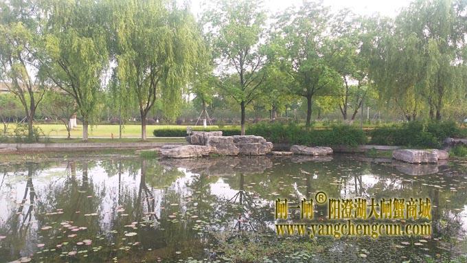 阳澄湖半岛——莲池春晓