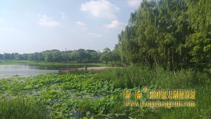 莲池湖