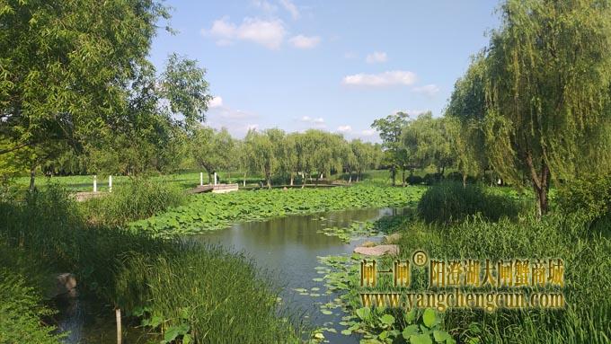 莲池湖转鱼墩