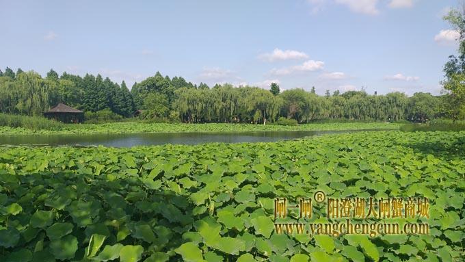 阳澄湖半岛——莲池湖里的转鱼墩