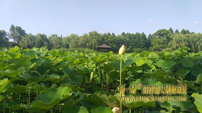 阳澄湖半岛——莲池湖里的转鱼墩