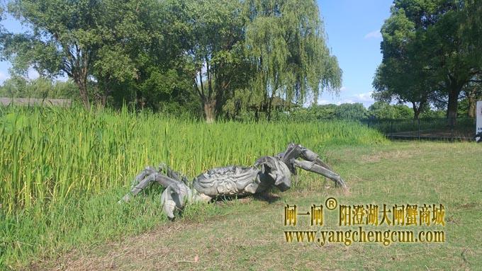 阳澄湖大闸蟹