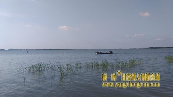 阳澄湖