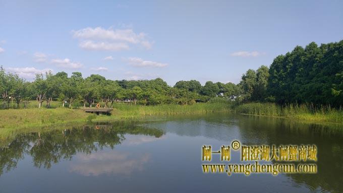 阳澄湖半岛云杉湖公园