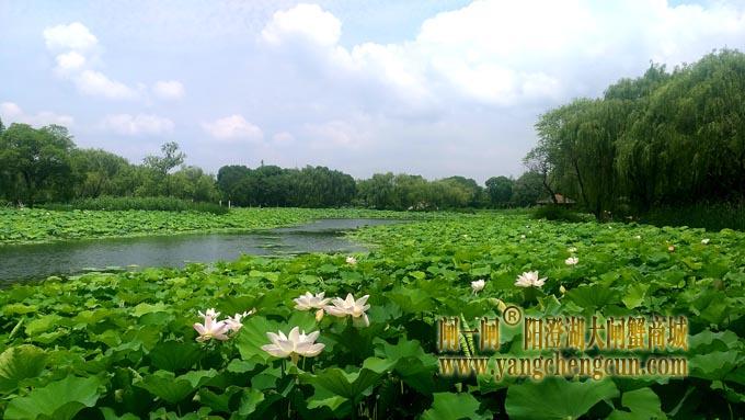 阳澄湖半岛——莲池湖的荷花开了