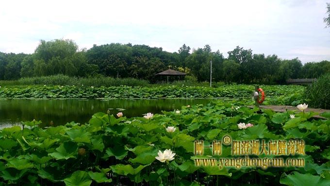 阳澄湖半岛——莲池湖的荷花开了