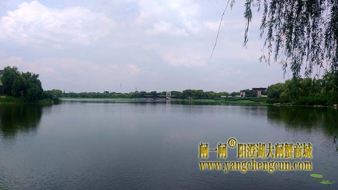 阳澄湖半岛——莲池湖的荷花开了