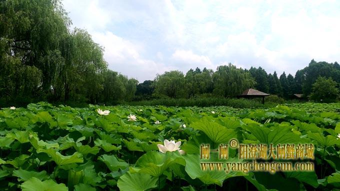 阳澄湖半岛——莲池湖的荷花开了