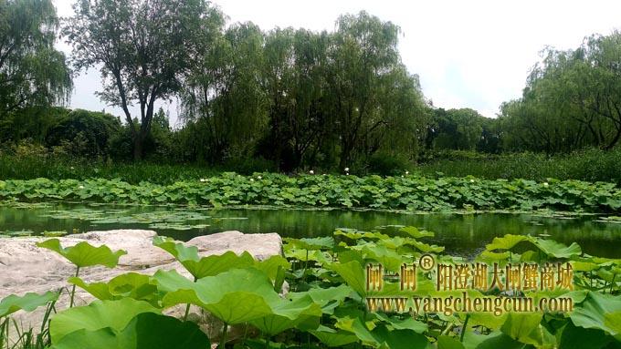 阳澄湖半岛——莲池湖的荷花开了