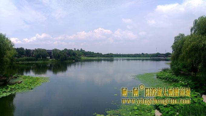 阳澄湖半岛——莲池湖的荷花开了