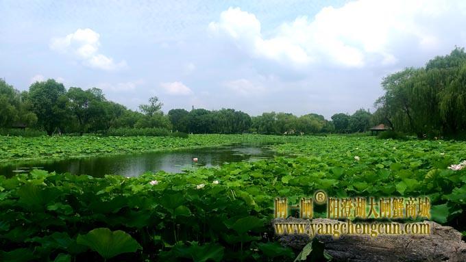 阳澄湖半岛——莲池湖的荷花开了