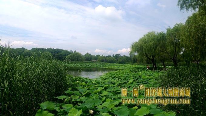阳澄湖半岛——莲池湖的荷花开了