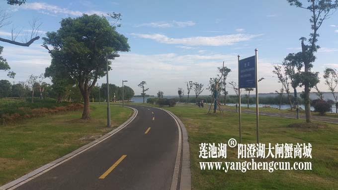 阳澄湖半岛——清晨