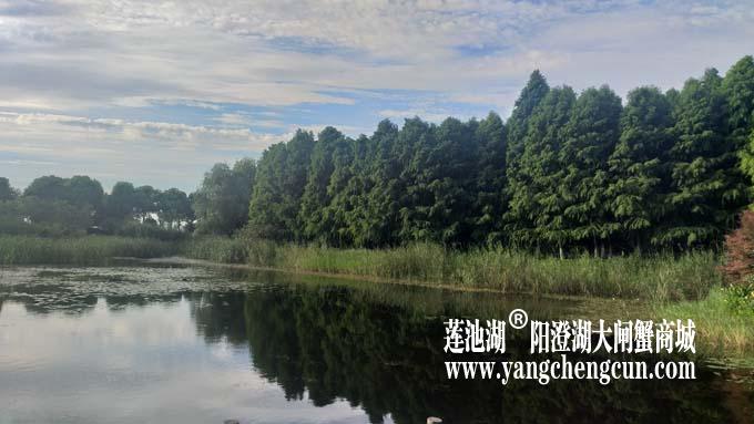 阳澄湖半岛——清晨
