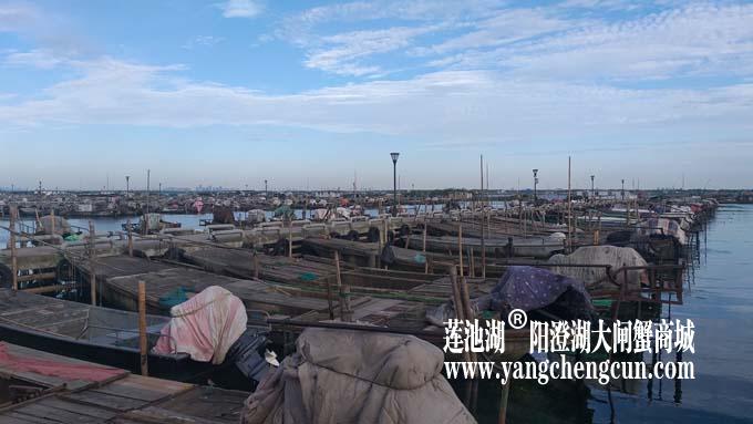 阳澄湖半岛——清晨