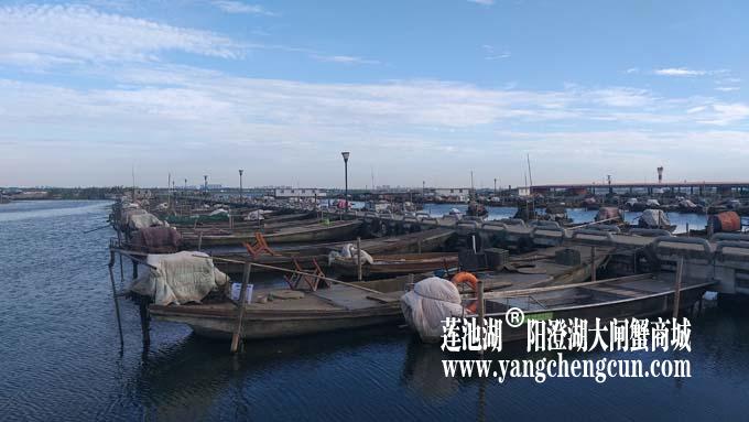 阳澄湖半岛——清晨