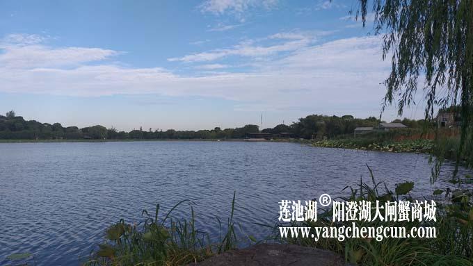 阳澄湖半岛——清晨
