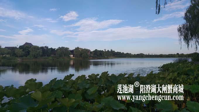阳澄湖半岛——清晨