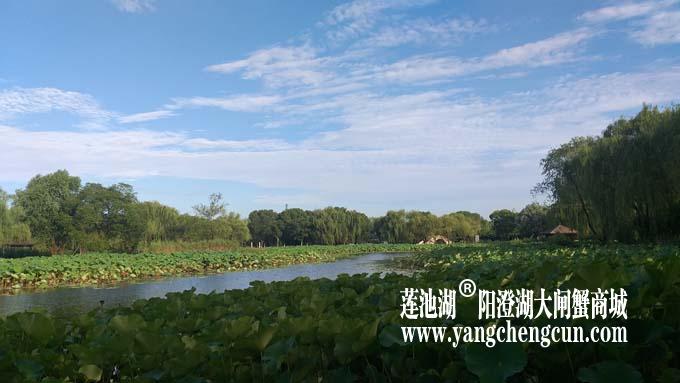 阳澄湖半岛——清晨