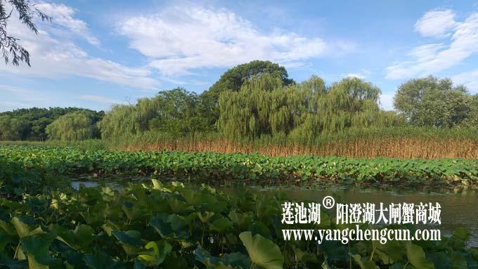 阳澄湖半岛——清晨