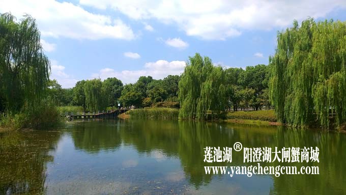 阳澄湖半岛-水晶天