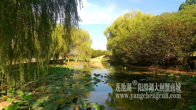 莲池湖