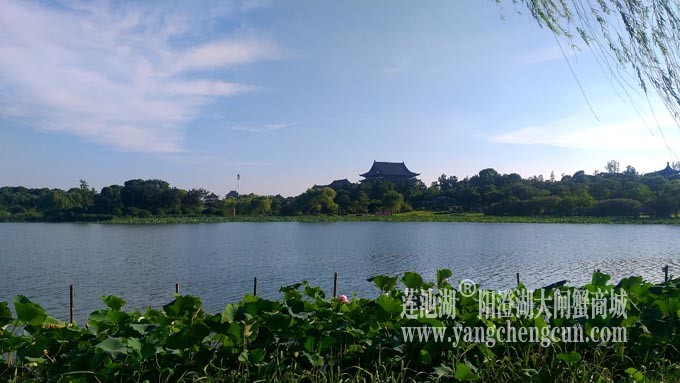莲池湖