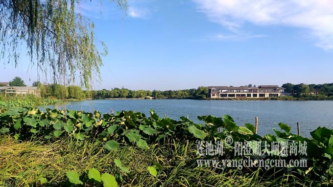 莲池湖